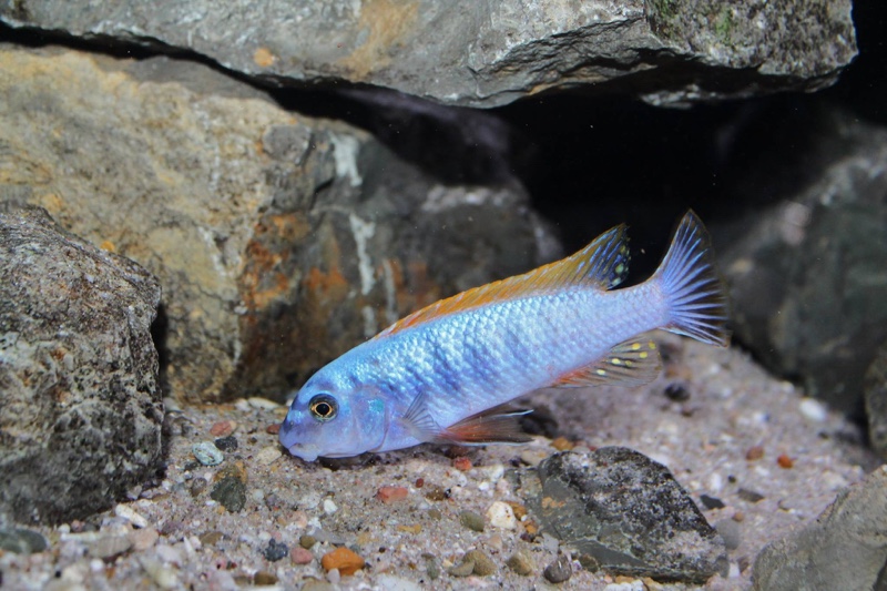 Labeotropheus trewavasae 'Thumbi West Island'